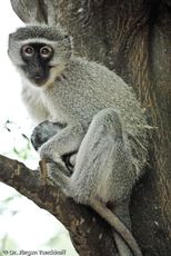 Grüne Meerkatzen (11 von 67).jpg